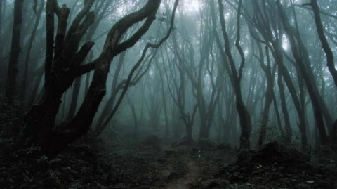 Những bí ẩn rợn người trong khu rừng ma ám đáng sợ nhất thế giới - 5