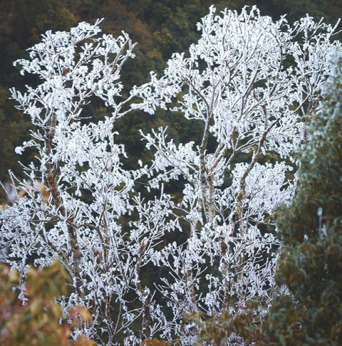 Rét khủng khiếp, cây cối hóa đá trên đỉnh Mù Cang Chải - 1
