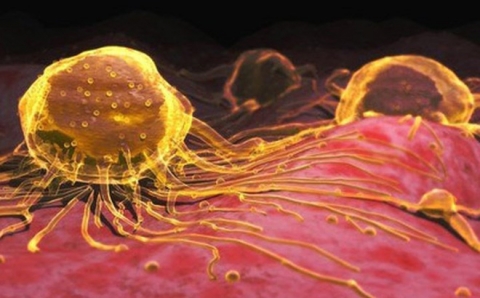 Uống hạt nano vàng: Không tác dụng chữa ung thư, thậm chí gây độc