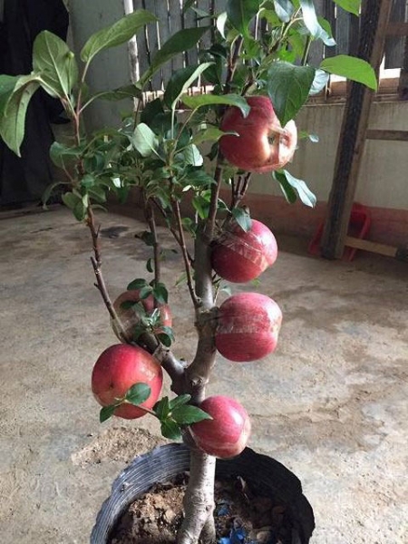 Cây táo đỏ đẹp nhập từ Trung Quốc giá bạc triệu chơi Tết và bí mật sau tán quả - 3