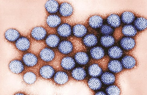 Virus nguy hiểm gây tử vong hàng đầu ở Việt Nam - 1