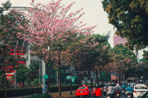 Không ngờ giữa Sài Gòn lại có những con đường hoa đẹp đến thế này! - 3