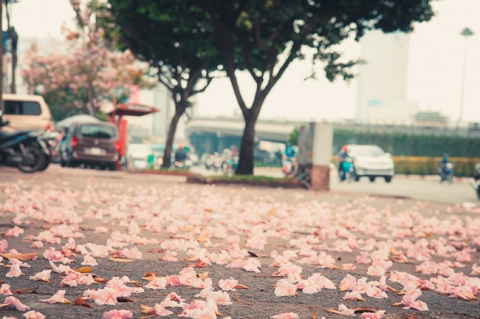 Không ngờ giữa Sài Gòn lại có những con đường hoa đẹp đến thế này! - 9