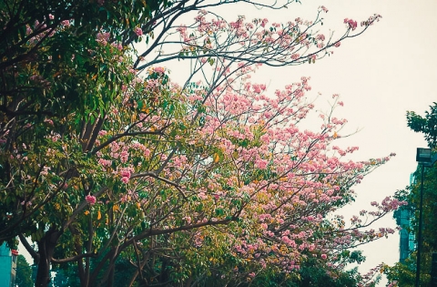 Không ngờ giữa Sài Gòn lại có những con đường hoa đẹp đến thế này! - 7