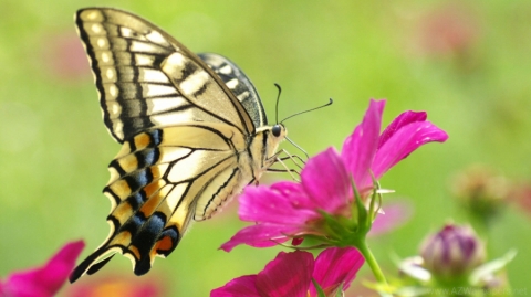393894_beautiful-pink-flowers-and-butterflies-pictures-wallpapers_3840x2160_h