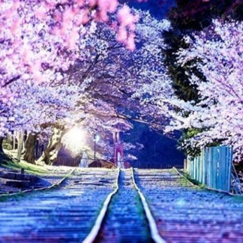 20150704212330_wschj.thumb_.700_0_281010890-500x500_c