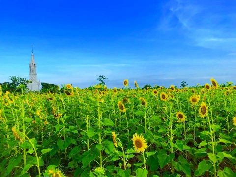 Cánh đồng hoa hướng dương ở Thái Bình hút khách những ngày đầu hè - 1