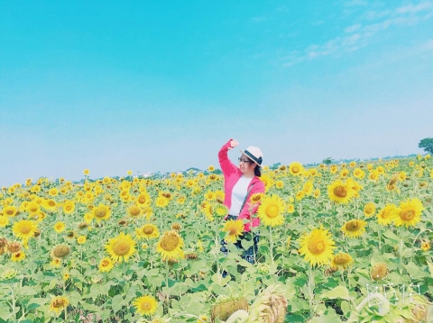 Cánh đồng hoa hướng dương ở Thái Bình hút khách những ngày đầu hè - 5