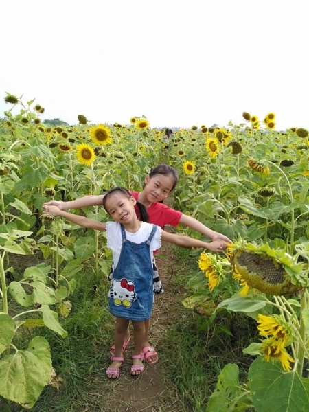 Cánh đồng hoa hướng dương ở Thái Bình hút khách những ngày đầu hè - 9