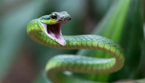 bestie-khau-nghiep-20170110095129