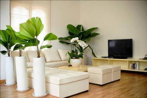 cach chon cac loai cay trong trong nha theo phong thuy de gia chu phat tai phat loc - 1