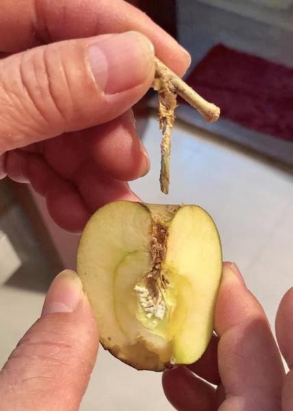 Cú lừa thế kỷ: Mua táo bonsai chưng Tết éo le lại nở ra hoa dâm bụt - 3