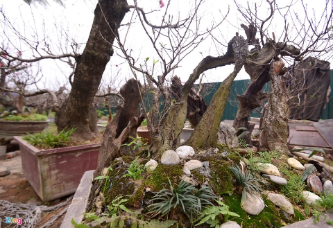 Hoa đào má hồng thiếu nữ 25 cánh độc nhất Việt Nam
