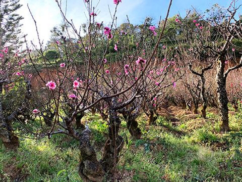 Hoa đào má hồng thiếu nữ 25 cánh độc nhất Việt Nam