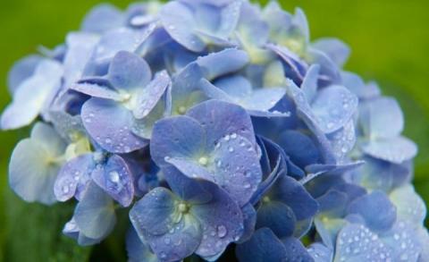 Chơi hoa tết, hoa nào có độc? - 1