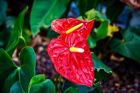 Chơi hoa tết, hoa nào có độc? - 2