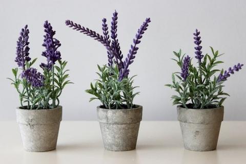 Những cây cảnh để trong nhà vừa may mắn vừa tốt cho sức khoẻ - 1