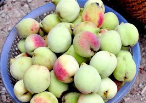 Những món ngon khiến du khách muốn 