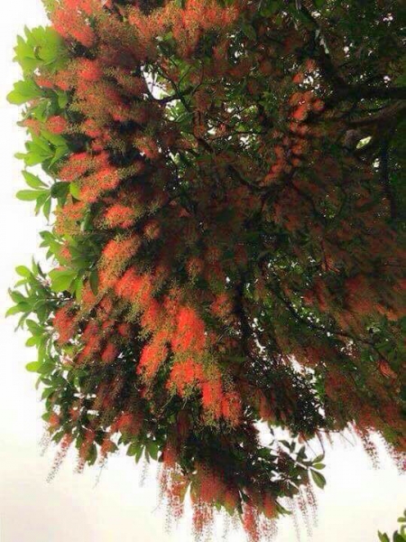 Chiêm ngưỡng sắc đỏ tuyệt đẹp của hoa lộc vừng ngàn năm tuổi ở gò Vình - 2