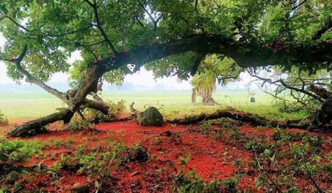 Chiêm ngưỡng sắc đỏ tuyệt đẹp của hoa lộc vừng ngàn năm tuổi ở gò Vình - 4
