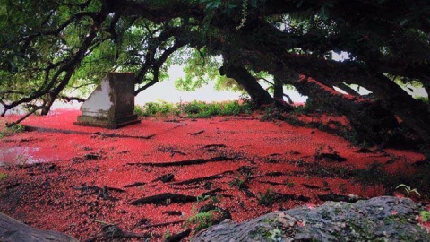 Chiêm ngưỡng sắc đỏ tuyệt đẹp của hoa lộc vừng ngàn năm tuổi ở gò Vình - 7