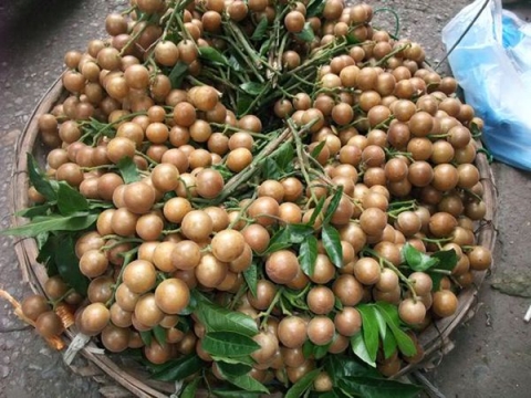 Quất hồng bì: Ở Việt Nam chỉ là quả dại, sang TQ hóa 'trái cây vàng' - 1
