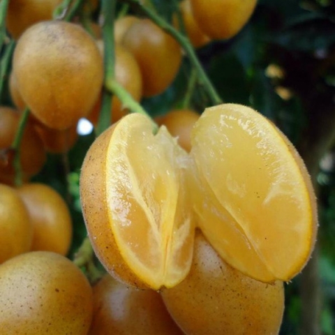 Quất hồng bì: Ở Việt Nam chỉ là quả dại, sang TQ hóa 'trái cây vàng' - 2