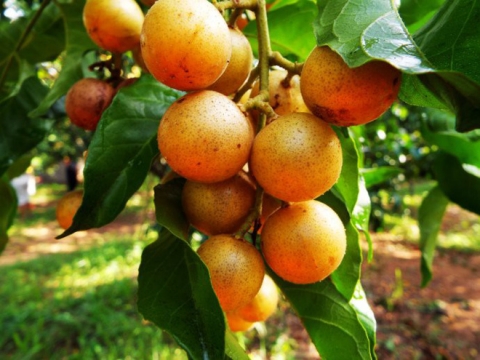 Quất hồng bì: Ở Việt Nam chỉ là quả dại, sang TQ hóa 'trái cây vàng' - 3