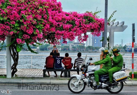 Xao xuyến mùa hoa giấy nở thắm ven sông Hàn Đà Nẵng - 1
