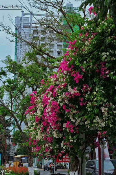 Xao xuyến mùa hoa giấy nở thắm ven sông Hàn Đà Nẵng - 4