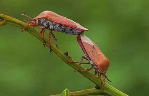6 loại côn trùng có độ an toàn cao nhất cho người ăn - 6