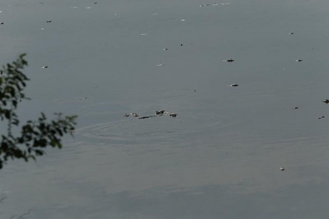 Cá chết đầy mặt hồ Yên Sở bốc mùi hôi thối, công nhân vệ sinh vớt cá suốt 2 ngày - 1