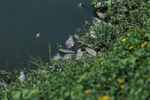 Cá chết đầy mặt hồ Yên Sở bốc mùi hôi thối, công nhân vệ sinh vớt cá suốt 2 ngày - 3