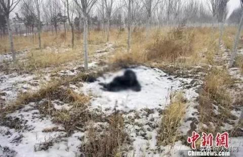 Thi the chay den giua rung tuyet va 2 nguoi con re bi bat sau 9 nam hinh anh 1 