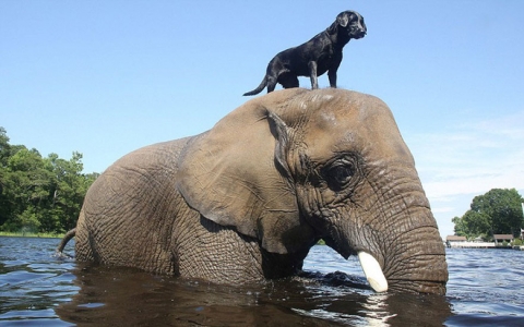 elephant-dog-friendship-bubbles-and-bella-2-15608547389711833528657