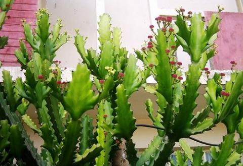 Không trồng cây xương rồng trước cửa nhà