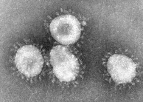 Benh nhan duong tinh lai co phai tai nhiem SARS-CoV-2? hinh anh 1 coronaviruses.jpg.jpg