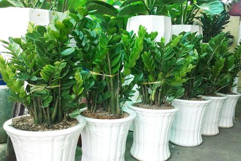 Đặt vật phong thủy hút tài lộc trong nhà