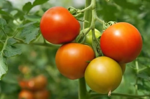 Không ăn cà chua chưa chín kỹ dễ ngộ độc