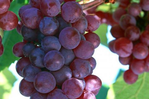 nho-do-5-836002f1515