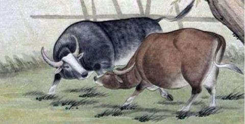 Tuổi Sửu gặp năm tuổi vận xui đeo bám