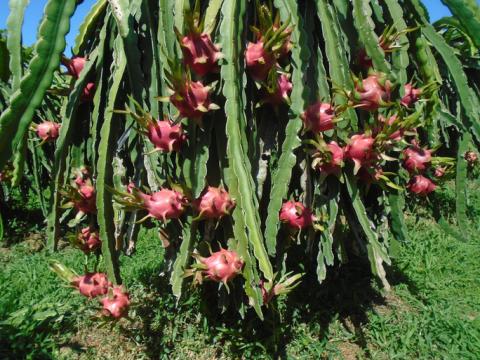 Sau Tết, giá thanh long tăng vọt gấp 4 lần - Ảnh 2.