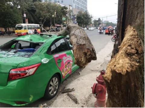 Tài xế và khách thoát chết khi vừa ra khỏi cửa thì cây đổ, đè bẹp xe taxi