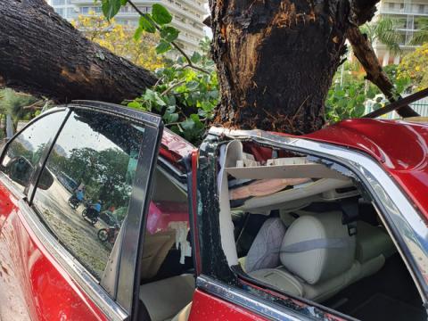 Cây xanh bật gốc đè nát ô tô trong khu nhà giàu ở Sài Gòn, tài xế hoảng loạn kêu cứu - Ảnh 2.