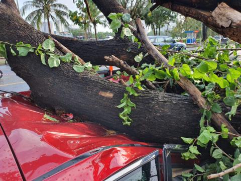 Cây xanh bật gốc đè nát ô tô trong khu nhà giàu ở Sài Gòn, tài xế hoảng loạn kêu cứu - Ảnh 3.
