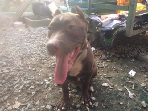 Vụ chó Pitbull cắn chết người: Chủ chó từng đi cai nghiện hơn 10 lần, nạn nhân bị chết vẫn chưa xác định được danh tính - Ảnh 1. Vụ chó Pitbull cắn chết người: Chủ chó từng đi cai nghiện hơn 10 lần, nạn nhân bị chết vẫn chưa xác định được danh tính - Ảnh 1.