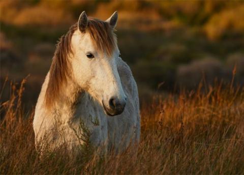 ngay-via-than-tai-con-giap-may-man-01