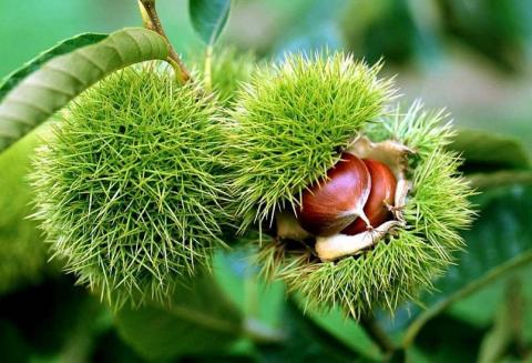 Đặc sản Cao Bằng - Ảnh 3. Đặc sản Cao Bằng - Ảnh 3.