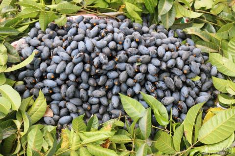 Đặc sản Cao Bằng - Ảnh 5. Đặc sản Cao Bằng - Ảnh 5.