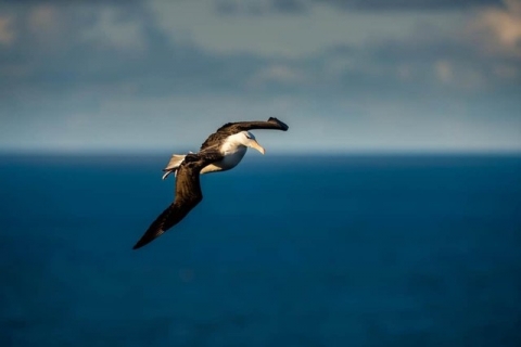 Chuyện của chú chim hải âu cô đơn nhất thế giới: Vĩnh viễn không tìm thấy đường về nhà và chuyến hành trình được cả thế giới dõi theo - Ảnh 2.